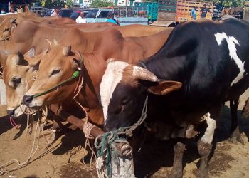 MUI Banyumas Sosialisasikan Pemeriksaan Hewan Kurban