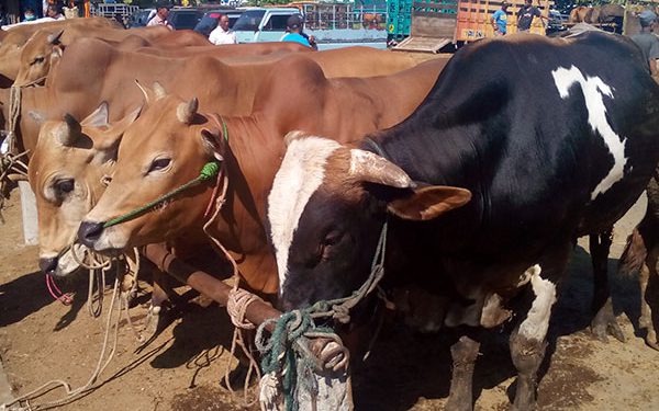MUI Banyumas Sosialisasikan Pemeriksaan Hewan Kurban