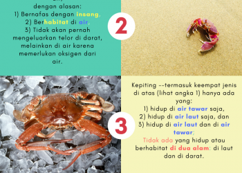 Infografis Fatwa Alkohol dan Etanol