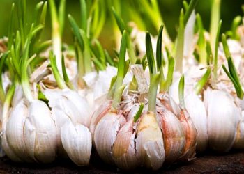 Gandeng Perhutani, Pinbas MUI Budidayakan Bawang Putih