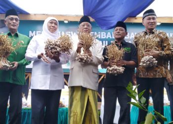 Panen Perdana Bawang Putih Pinbas MUI Jatim Dihadiri Gubernur Jatim