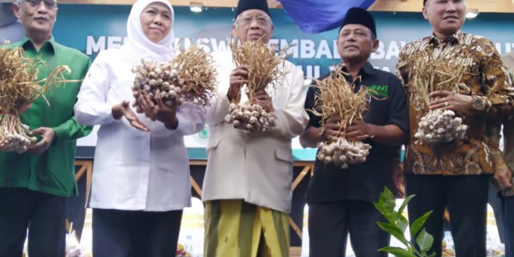 Panen Perdana Bawang Putih Pinbas MUI Jatim Dihadiri Gubernur Jatim