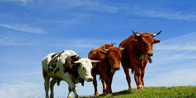 Ini Fatwa Terbaru MUI Tentang Hukum Mendistribusikan Daging Kurban Olahan