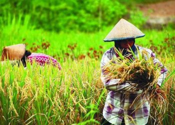 Soroti Isu Ketahanan Pangan, Komisi PRK MUI dan Kementerian Pertanian Gelar Seminar