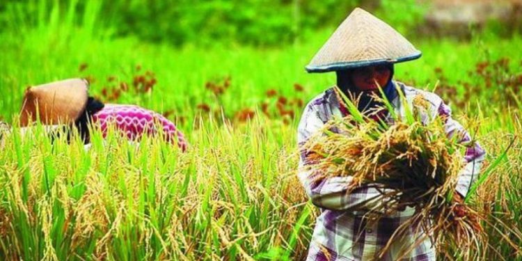 Soroti Isu Ketahanan Pangan, Komisi PRK MUI dan Kementerian Pertanian Gelar Seminar