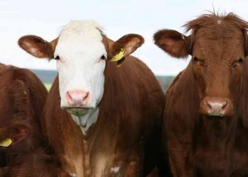 Dialog KPEU MUI: Bisnis Berjamaah Kunci Industri Halal Sapi Tanah Air