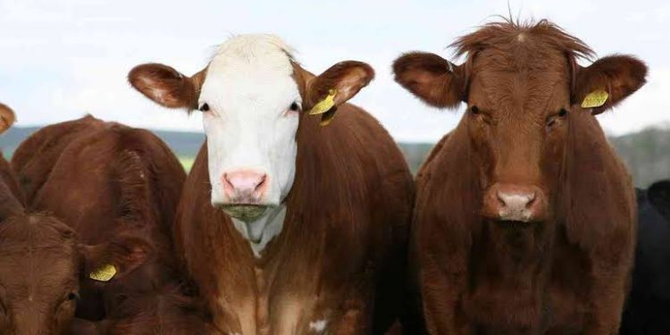 Dialog KPEU MUI: Bisnis Berjamaah Kunci Industri Halal Sapi Tanah Air