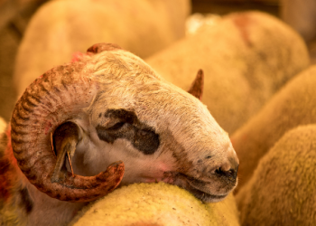 Tiga Hikmah Kisah Qurban Nabi Ibrahim dan Ismail AS
