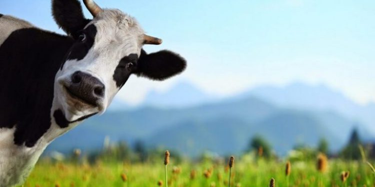 MUI Terbitkan Taushiyah Pedoman Pelaksanaan Ibadah Qurban Masa PPKM Darurat