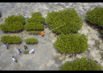 Webinar LPLH-SDA MUI: Nilai Islam Penopang Penyelamatan Mangrove