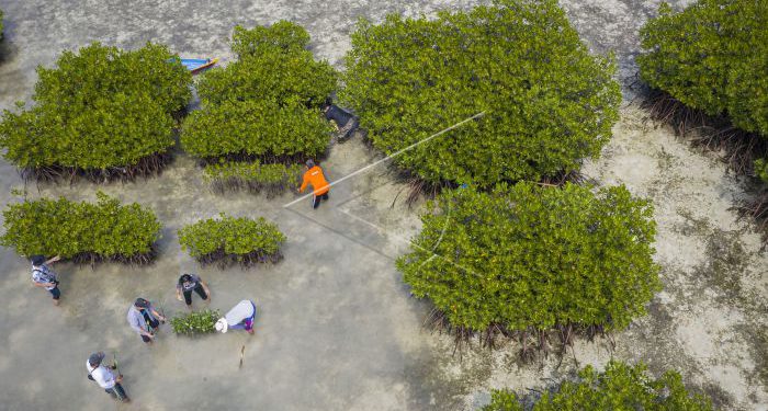 Webinar LPLH-SDA MUI: Nilai Islam Penopang Penyelamatan Mangrove