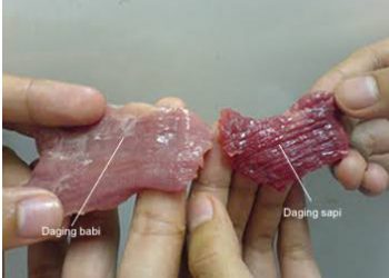 Daging Sapi dan Babi, Bagaimana Cara Membedakannya?