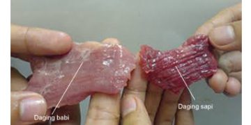 Daging Sapi dan Babi, Bagaimana Cara Membedakannya?