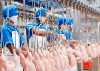 cara-pengucapan-bismillah-untuk-rumah-potong-hewan-sekali-saja-atau-ΓÇª.