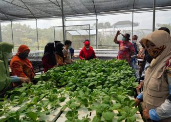 pelatihan-aquaponik-dan-urban-farming