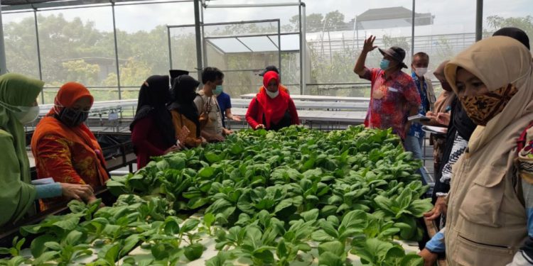 pelatihan-aquaponik-dan-urban-farming