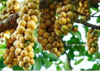 bolehkah-dalam-islam-menjual-buah-secara-tebasan