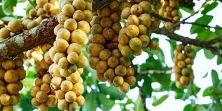 bolehkah-dalam-islam-menjual-buah-secara-tebasan