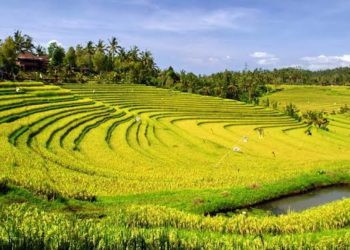 bagaimana-hukumnya-tradisi-massanra/mappasanra-galung