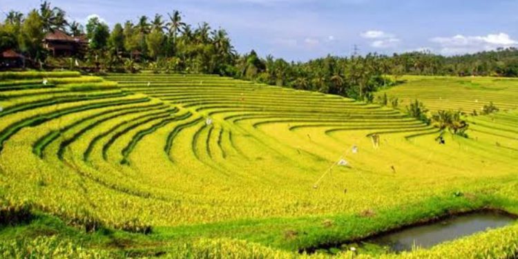 bagaimana-hukumnya-tradisi-massanra/mappasanra-galung