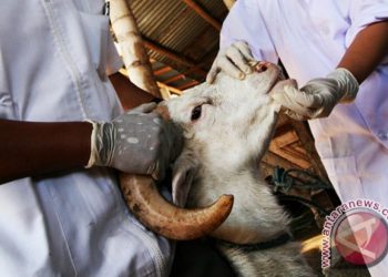 MUI DIY Minta Umat Muslim Hindari Hewan Terpapar PMK untuk Qurban