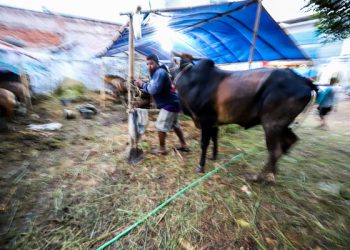 jelang-idul-adha-di-tengah-wabah-pmk,-mui:-bantu-sosialisasikan-hewan-kurban-yang-sah-disembelih
