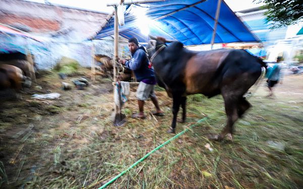 jelang-idul-adha-di-tengah-wabah-pmk,-mui:-bantu-sosialisasikan-hewan-kurban-yang-sah-disembelih