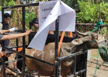 anda-mampu?-segera-berkurban