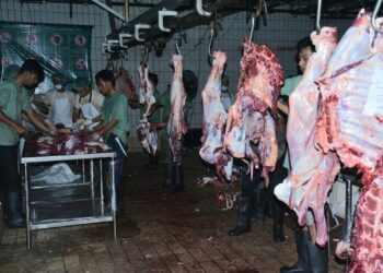 MUI Salurkan 13 Ekor Sapi Qurban kepada Masyarakat